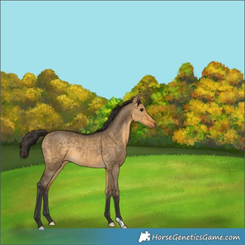 Horse Color:Buckskin Dun Rabicano 