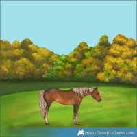 Horse Color:Chocolate Palomino Tobiano 