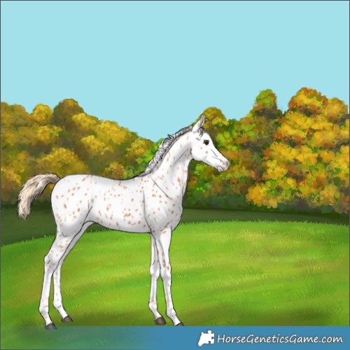 Horse Color:Chestnut Appaloosa 