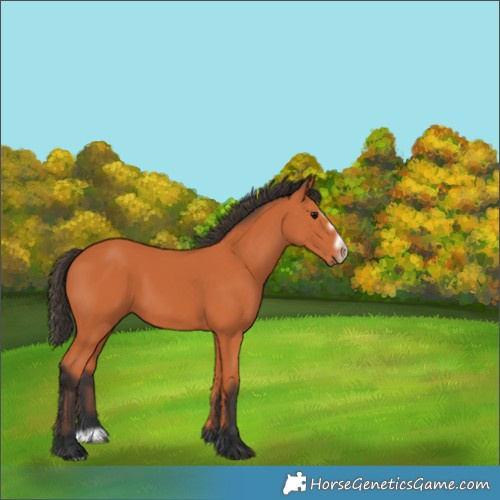 Horse Color:Bay Splash Frame 