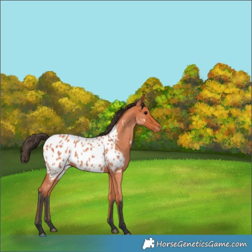 Horse Color:Bay Roan Appaloosa 
