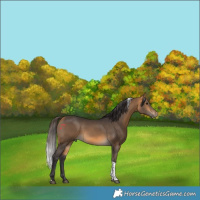 Horse Color:Buckskin Tobiano