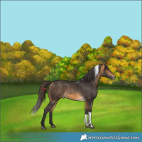 Horse Color:Buckskin Tobiano