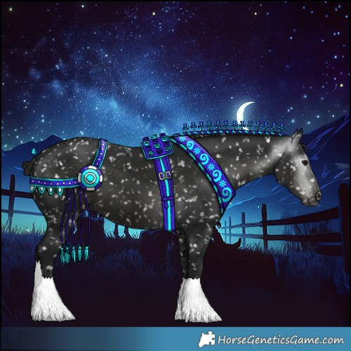 Horse Color:Gray Black Appaloosa 