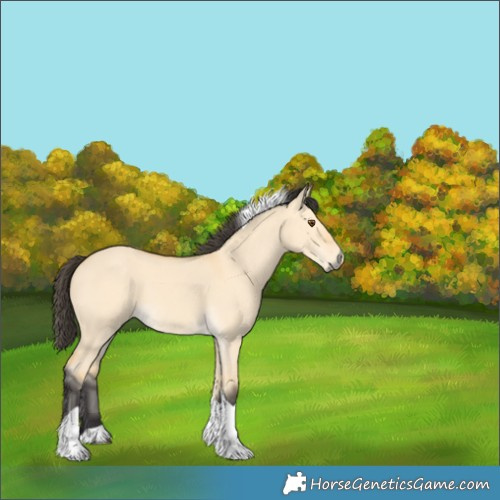 Horse Color:Buckskin Dun Tobiano 