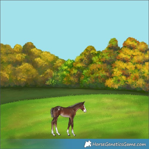 Horse Color:Liver Chestnut Sabino Splash Appaloosa