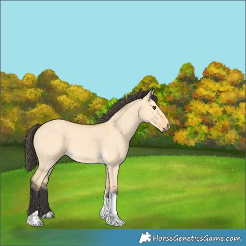 Horse Color:Buckskin Dun Tobiano