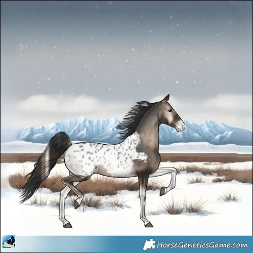 Horse Color:Blue Onyx Appaloosa
