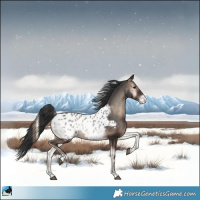 Horse Color:Blue Onyx Appaloosa 