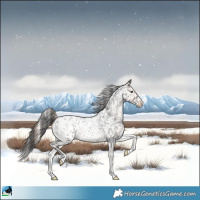 Horse Color:Blue Onyx Roan Appaloosa 