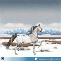 Horse Color:Blue Onyx Roan Appaloosa 