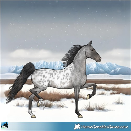 Horse Color:Blue Roan Appaloosa 