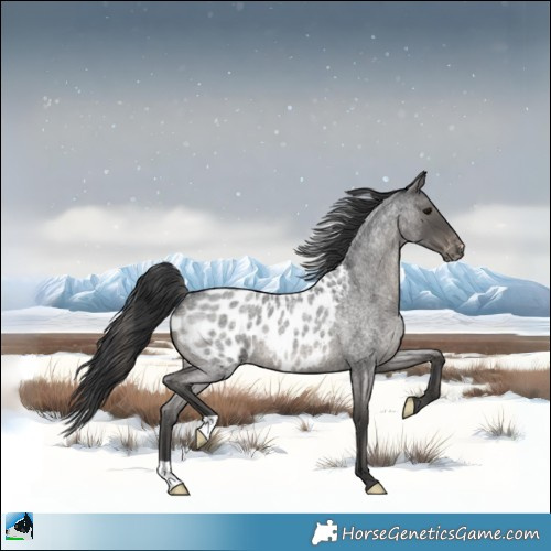 Horse Color:Blue Roan Appaloosa