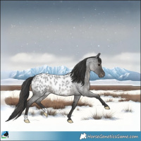 Horse Color:Blue Roan Near Leopard