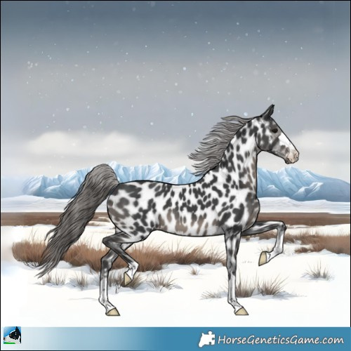 Horse Color:Black Appaloosa