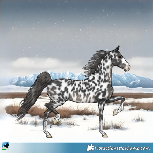 Horse Color:Black Appaloosa