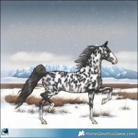 Horse Color:Black Appaloosa