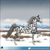 Horse Color:Black Near Leopard 