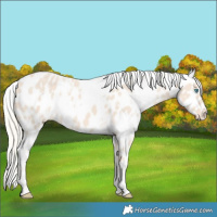Horse Color:White Spotted Cremello Near Leopard 