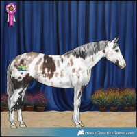 Horse Color:White Spotted Brown  and Liver Red Dun Sabino Appaloosa 