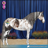 Horse Color:White Spotted Brown and Liver Red Dun Sabino Appaloosa