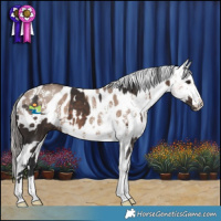 Horse Color:White Spotted Brown  and Liver Red Dun Sabino Appaloosa 