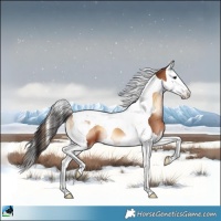Horse Color:Brown Onyx Splash Tobiano 