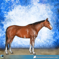 Horse Color:White Spotted Bay 
