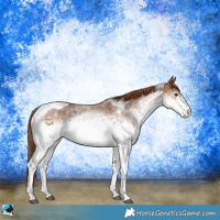 Horse Color:White Spotted Chestnut Tobiano 