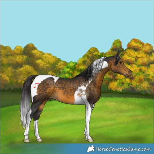 Horse Color:Buckskin Tobiano 
