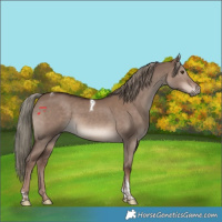 Horse Color:Liver Red Dun Mushroom Tobiano 