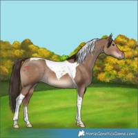 Horse Color:Liver Red Dun Tobiano 