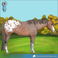 Horse Color:Bay Appaloosa 