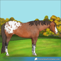Horse Color:Bay Appaloosa 