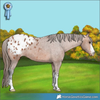 Horse Color:Bay Appaloosa