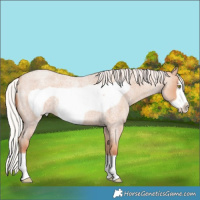 Horse Color:Silver Amber Champagne Roan Frame 