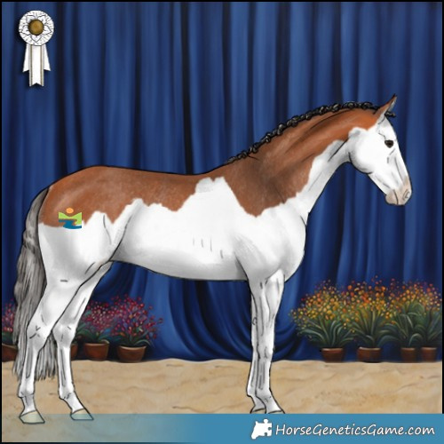 Horse Color:Bay Splash Rabicano 