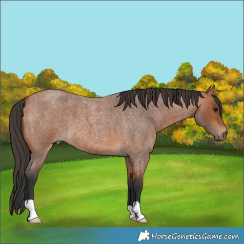 Horse Color:Bay Roan 