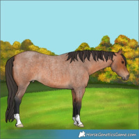 Horse Color:Bay Roan 