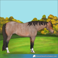Horse Color:Bay Roan