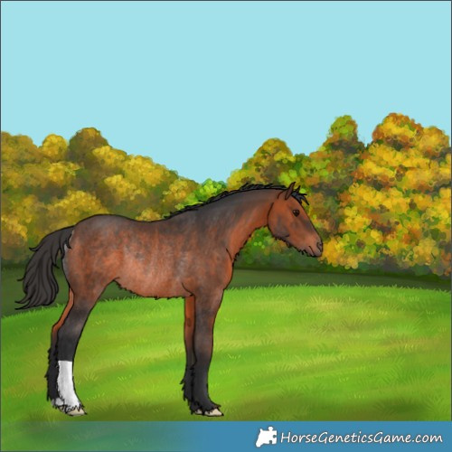 Horse Color:Brown Rabicano 