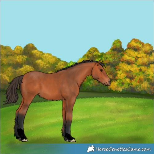 Horse Color:Bay 