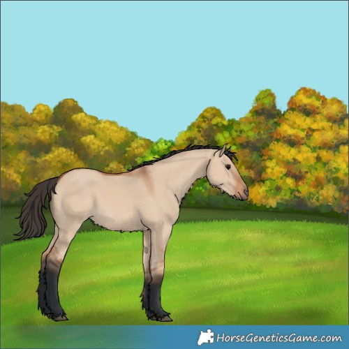 Horse Color:Bay Dun 