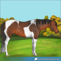 Horse Color:Bay Tobiano 