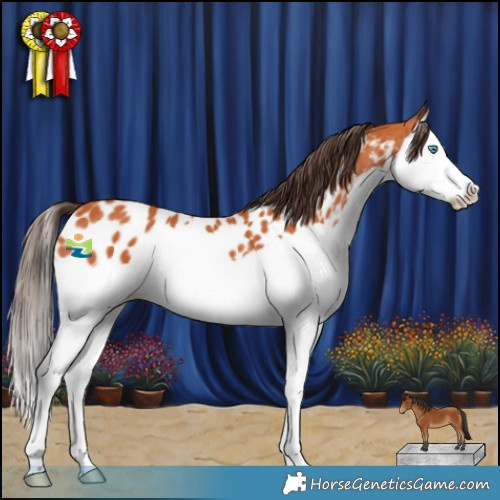 Horse Color:Bay Splash Appaloosa 