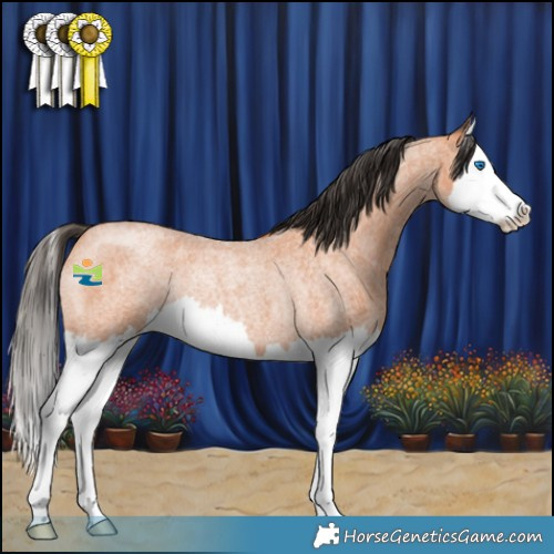 Horse Color:Bay Roan Splash Rabicano 