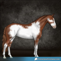 Horse Color:Chestnut Sabino Frame 