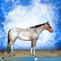 Horse Color:Gray White Spotted Bay Roan Appaloosa 