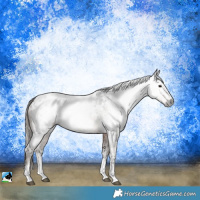 Horse Color:Gray White Spotted Bay Roan Blanket 