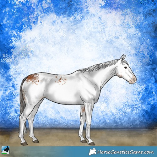 Horse Color:White Spotted Bay Splash Appaloosa